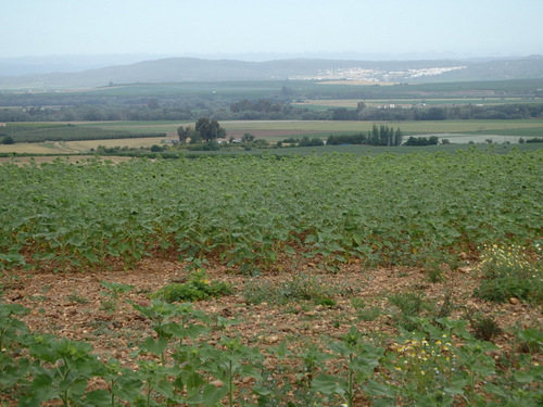 Fields of Sunflowers.